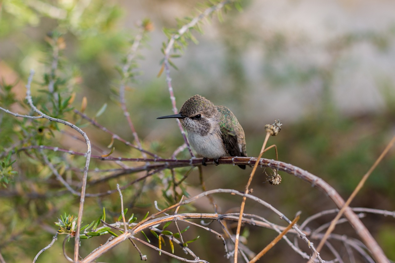 Attracting Hummingbirds to Your Garden